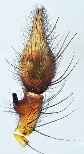 Eratigena saeva